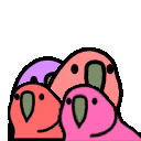 4 parrots dancing together